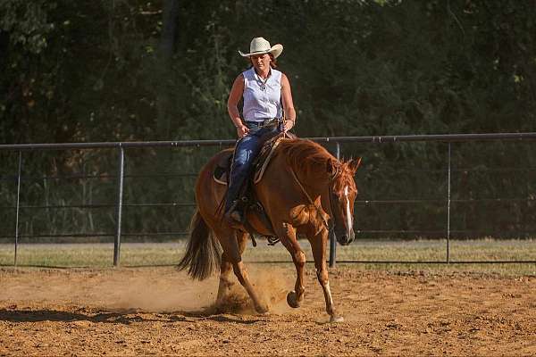 show-quarter-horse