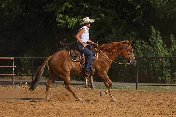 trail-quarter-horse