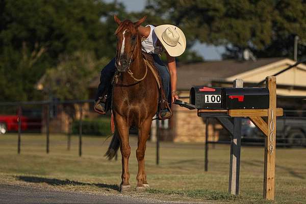 working-cattle-quarter-horse