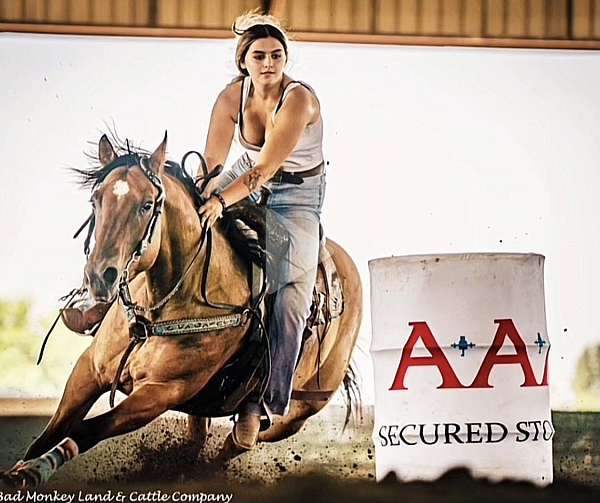 all-around-quarter-horse