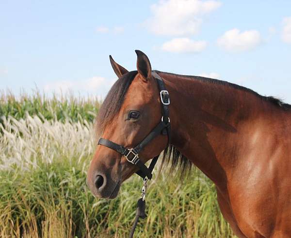 cross-welsh-pony