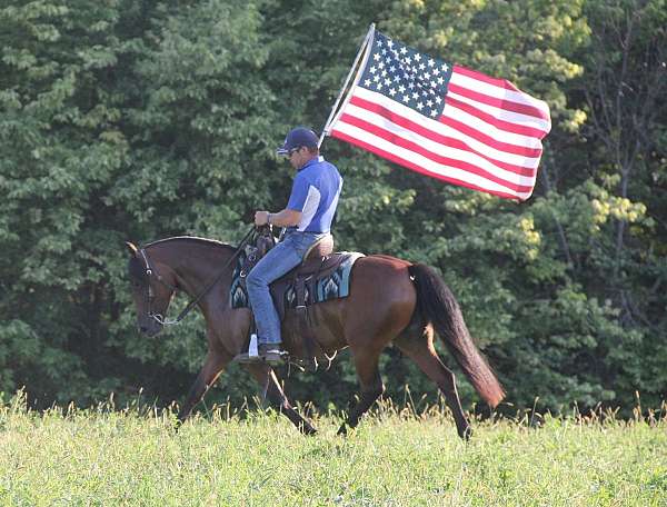 dressage-welsh-pony