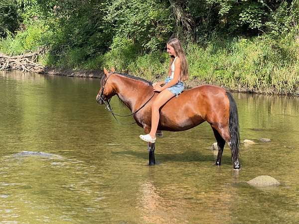 driving-welsh-pony