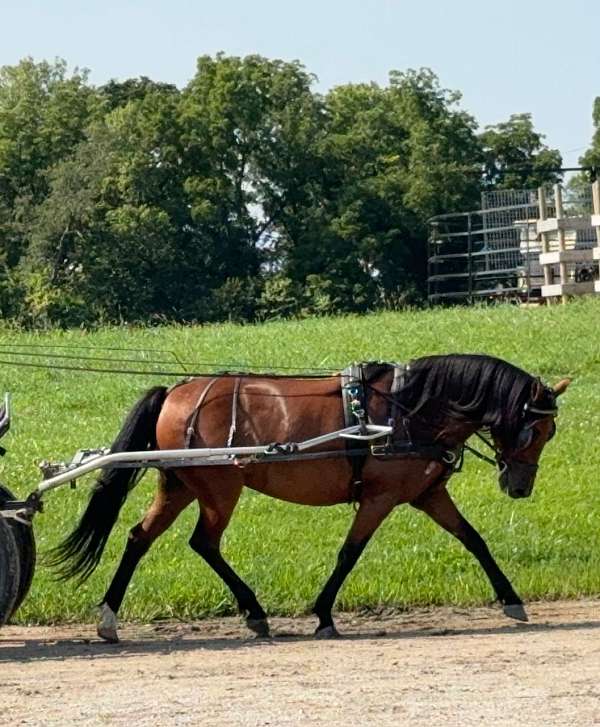 kid-safe-welsh-pony