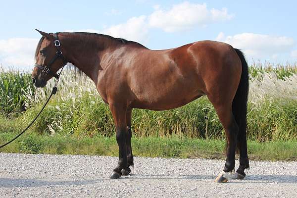 parade-welsh-pony