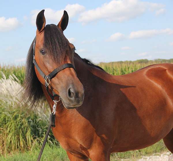 performance-welsh-pony