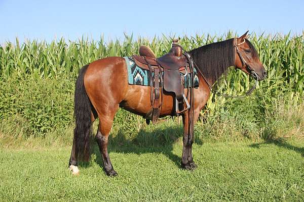 ridden-western-welsh-pony