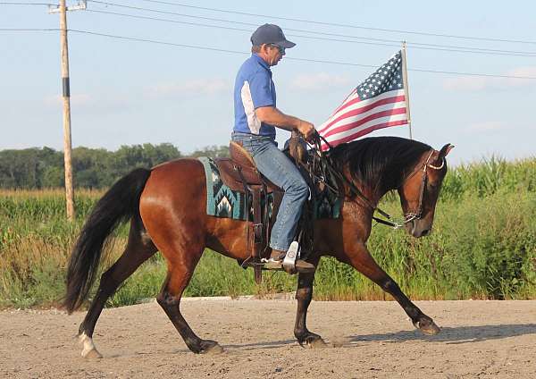 show-welsh-pony