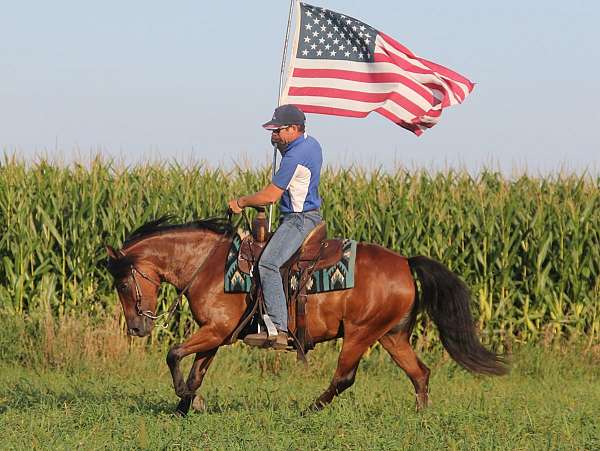 trail-riding-welsh-pony