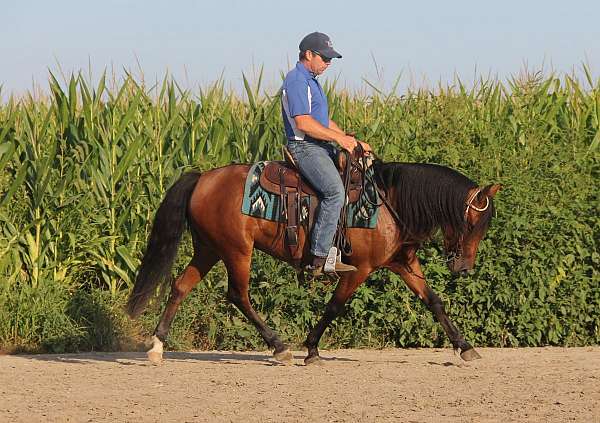 trail-welsh-pony