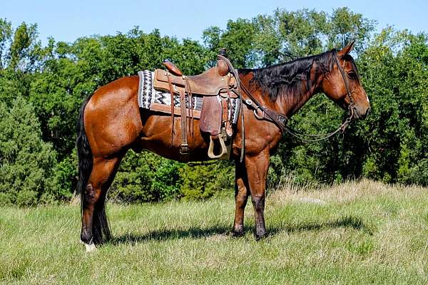 all-around-quarter-horse