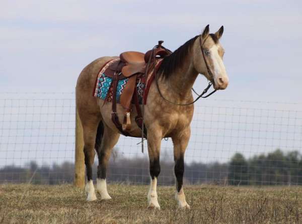 all-around-quarter-horse