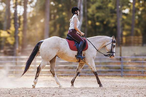 husband-safe-quarter-pony