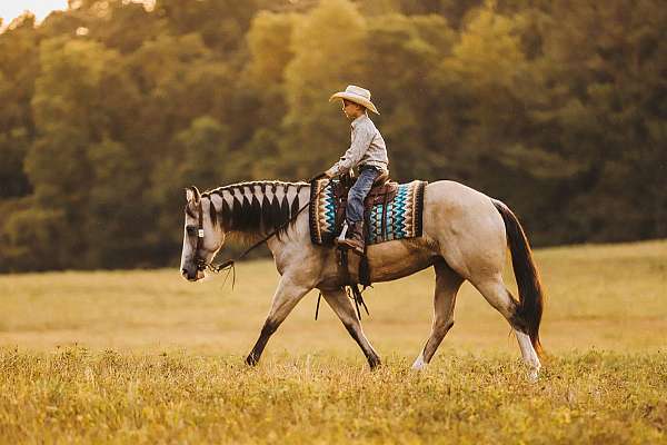 ridden-english-quarter-pony