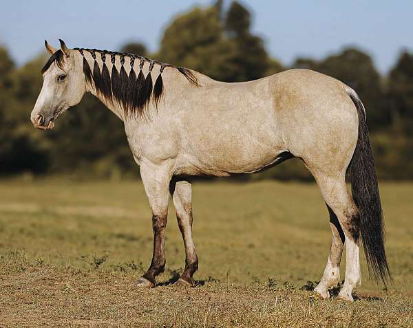 ridden-western-quarter-pony