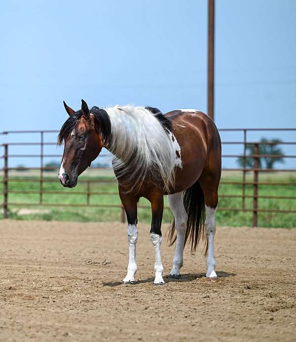 husband-safe-paint-horse