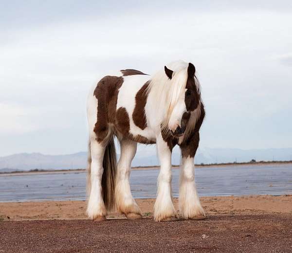 companion-gypsy-vanner-horse