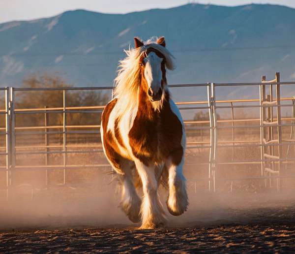 athletic-gypsy-vanner-horse