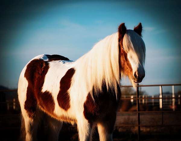 driving-gypsy-vanner-horse