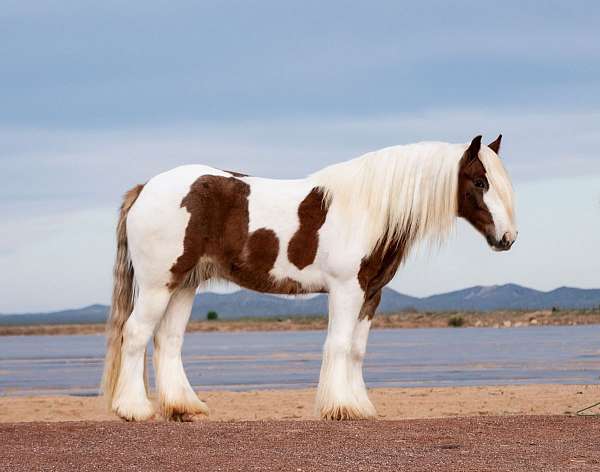 flashy-gypsy-vanner-horse