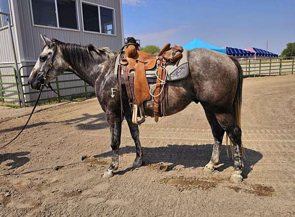 all-around-quarter-horse