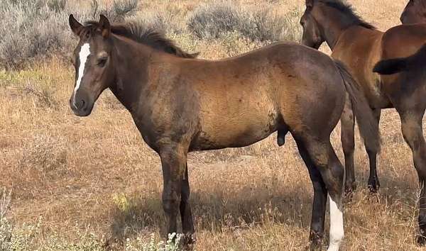 all-around-quarter-horse