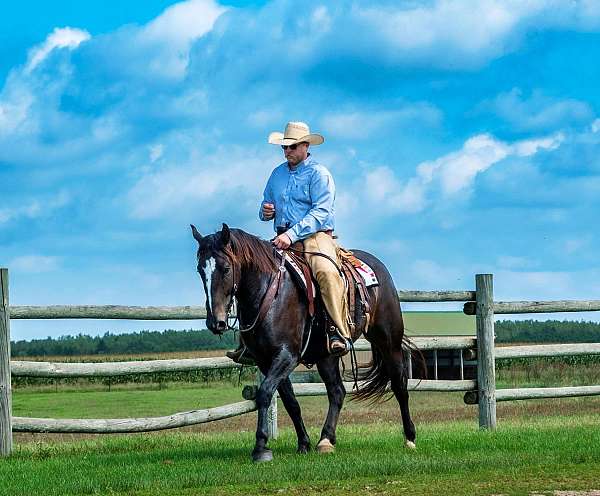 all-around-percheron-horse