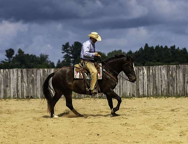 dressage-percheron-horse