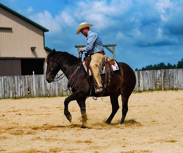 athletic-percheron-horse