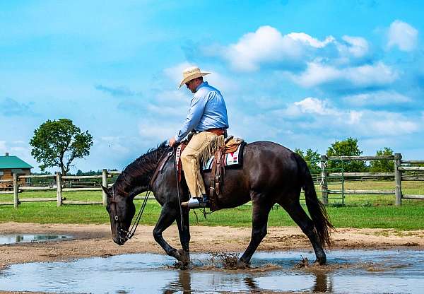 cross-percheron-horse