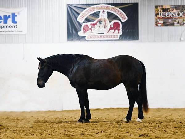 flashy-percheron-horse