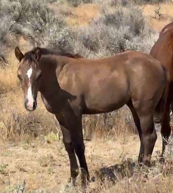 all-around-quarter-horse