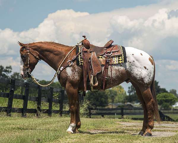 athletic-appaloosa-horse