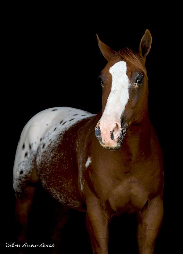 kid-safe-appaloosa-horse