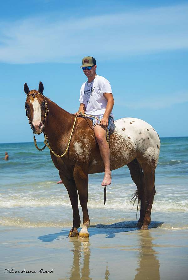 lesson-appaloosa-horse