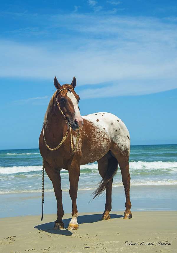 ranch-versatility-appaloosa-horse