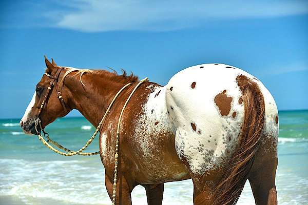 ranch-work-appaloosa-horse