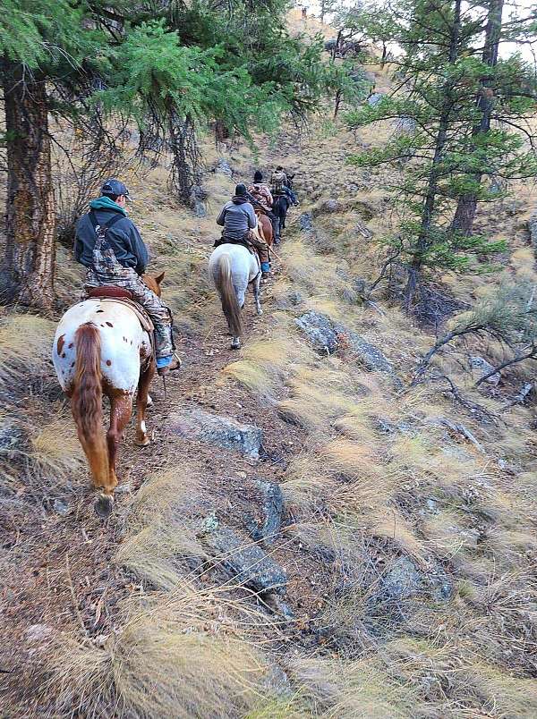 trail-appaloosa-horse