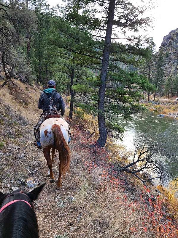 trail-riding-appaloosa-horse