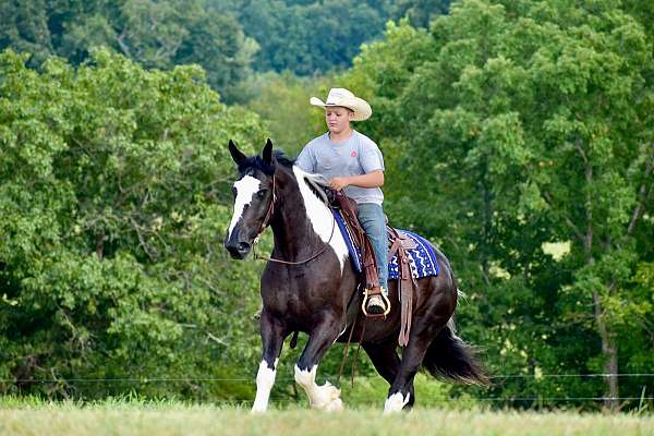 companion-quarter-horse