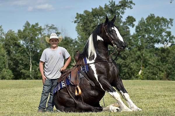 cross-quarter-horse