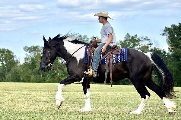 athletic-quarter-horse