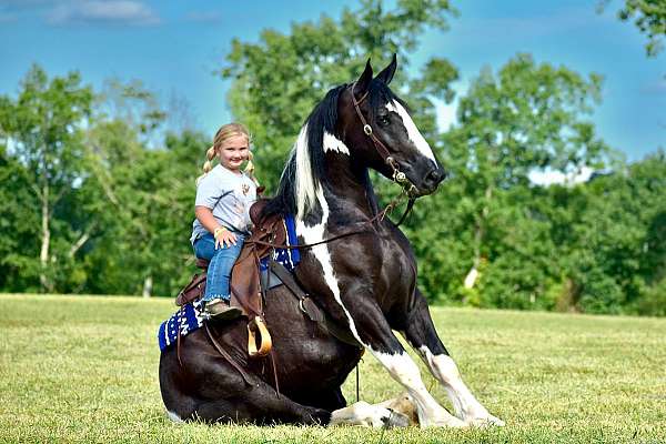 draft-quarter-horse