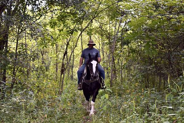 flashy-quarter-horse