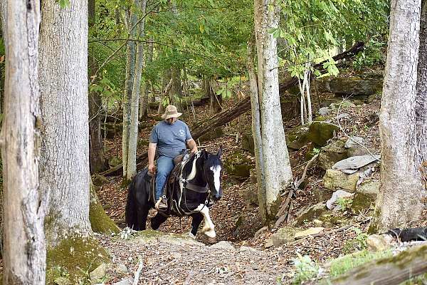 kid-safe-quarter-horse