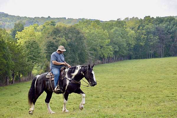 performance-quarter-horse