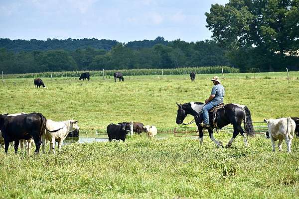 ranch-quarter-horse