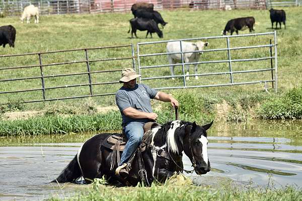 ranch-work-quarter-horse