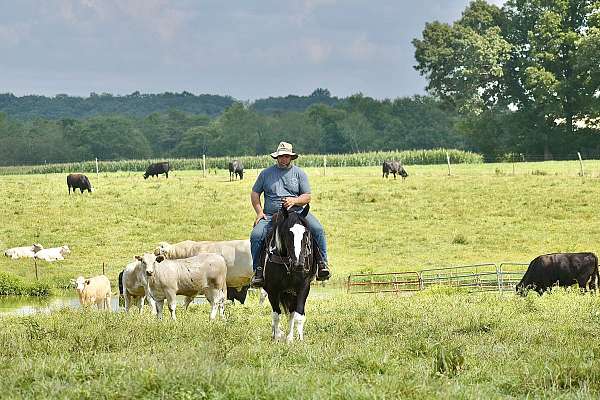 ranch-versatility-quarter-horse