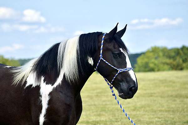 roping-quarter-horse